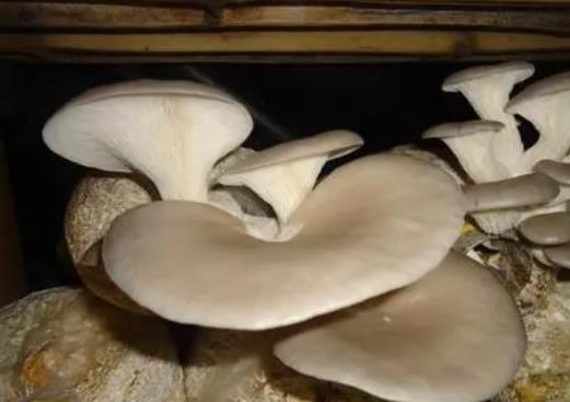 平菇可以降血壓?jiǎn)幔科焦胶褪裁匆黄鸪院茫? border=