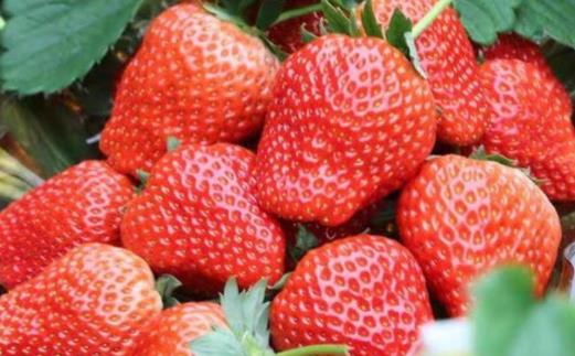 草莓紅的為什么吃起來(lái)是酸的 草莓有點(diǎn)青放幾天會(huì)紅嗎