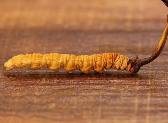 冬蟲夏草一整根都可以吃嗎?冬蟲夏草能治療癌癥嗎