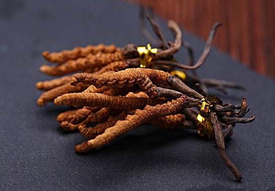 小孩能喝冬蟲夏草湯嗎?成人每天可以吃幾根冬蟲夏草