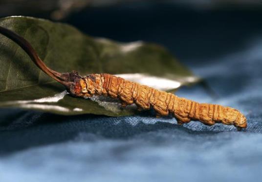 小孩能喝冬蟲夏草湯嗎?成人每天可以吃幾根冬蟲夏草
