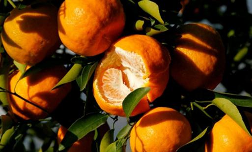 椪柑要放多久才會(huì)變甜 椪柑怎么挑選甜的