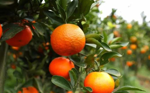 椪柑要放多久才會(huì)變甜 椪柑怎么挑選甜的