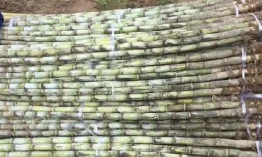 青皮甘蔗裂開能吃嗎 煮過的甘蔗還是寒性食物嗎