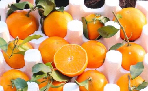 橙子有些變綠壞了嗎 橙子凍了為什么會變苦