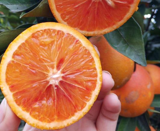 一天吃幾個血橙不會胖?血橙與普通橙子有什么區別
