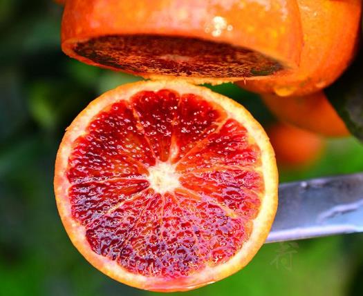 一天吃幾個血橙不會胖?血橙與普通橙子有什么區別