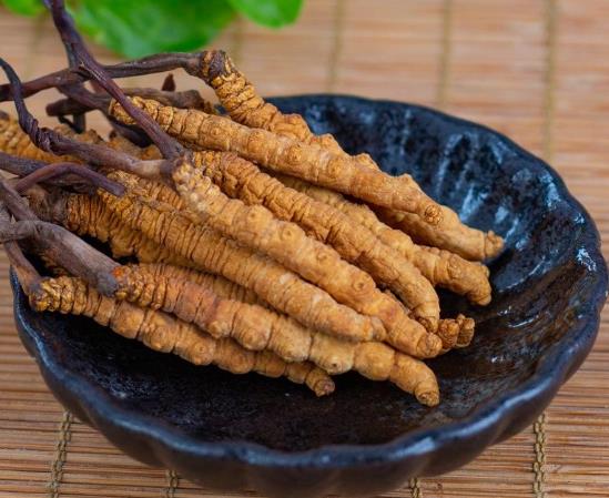 蟲草泡白酒還用加什么嗎?新鮮蟲草和干蟲草哪個營養(yǎng)價值高
