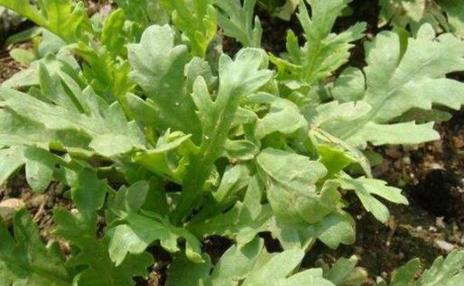 茼蒿炒著吃用焯水嗎 茼蒿菜生吃還是熟吃治失眠