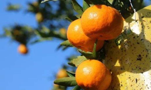 椪柑可以煮著吃嗎 椪柑放冰箱保存還是常溫保存