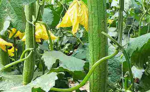 冬天的絲瓜是反季節(jié)蔬菜嗎 絲瓜炒完發(fā)黑能吃嗎