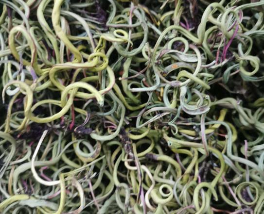 腎精茶搭配什么泡水喝最好?腎精茶有什么副作用