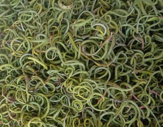 腎精茶搭配什么泡水喝最好?腎精茶有什么副作用