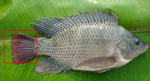 羅非魚和鯽魚的區別圖片及辨別技巧4