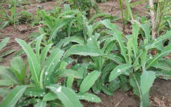 苦菜可以生吃嗎?苦菜生吃的好處有什么?