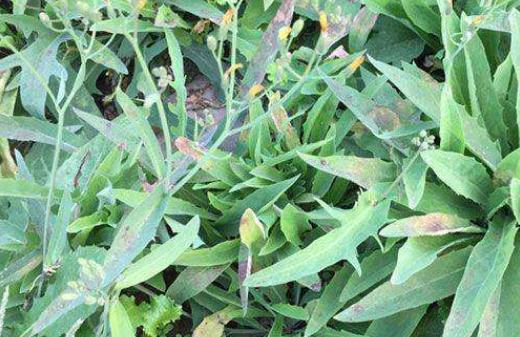 苦菜是蒲公英嗎?苦菜和蒲公英的區(qū)別?