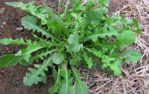 哺乳期可以吃苦菜嗎?哺乳期吃苦菜有什么危害?