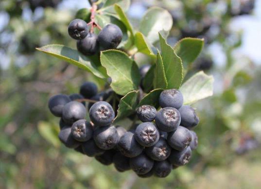 黑果花楸吃多了會怎么樣?黑果花楸可以泡水喝嗎