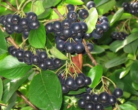 黑果花楸吃多了會怎么樣?黑果花楸可以泡水喝嗎