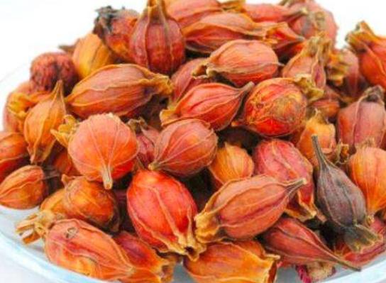 常用梔子泡茶好嗎?梔子泡水喝需注意哪些事項(xiàng)