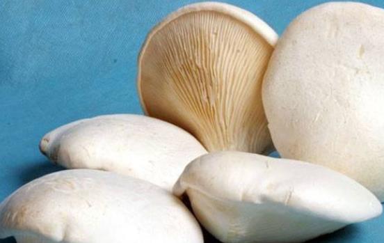 手術后可以吃白靈菇嗎?白靈菇有哪些功效?