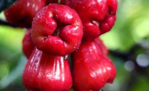 蓮霧糖分高嗎 蓮霧吃一個相當于喝多少水