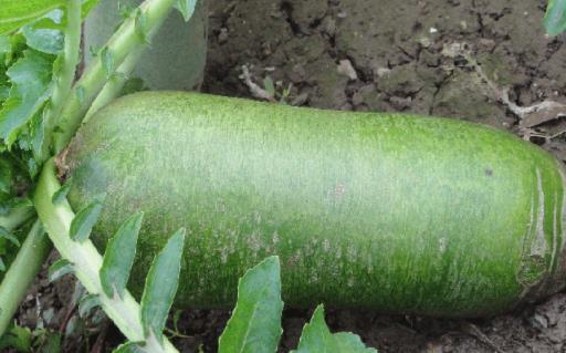 沙窩蘿卜含糖量高嗎 沙窩蘿卜糖尿病人能吃嗎