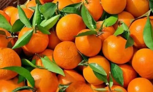 不甜的砂糖橘放久了會變甜嗎 砂糖橘怎么保存不會爛