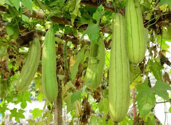 絲瓜炒黑了還能吃嗎?絲瓜軟了是不是壞了