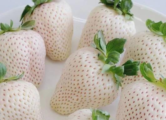 白草莓有哪些品種?為什么白草莓這么貴