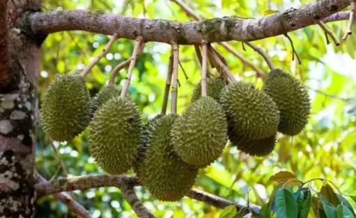 榴蓮沒熟可以蒸熟吃嗎 榴蓮蒸著吃會不會破壞營養(yǎng)
