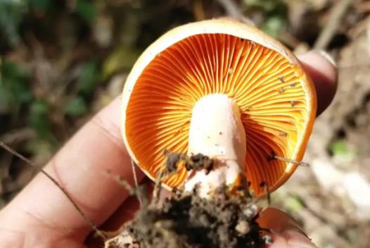 松樹(shù)菌可以吃嗎?松樹(shù)菌有毒嗎?