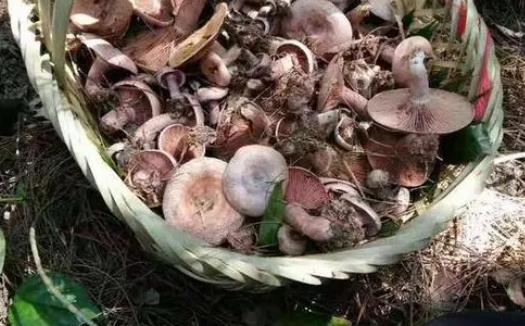 松樹(shù)菌可以吃嗎?松樹(shù)菌有毒嗎?