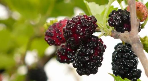 桑葚用開水泡還是用溫水泡效果好 桑葚用多少度水泡