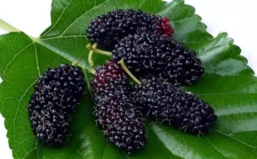 桑葚用開水泡還是用溫水泡效果好 桑葚用多少度水泡