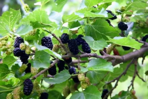 桑葚開(kāi)水泡還是溫水泡好?酸的桑葚怎么變甜