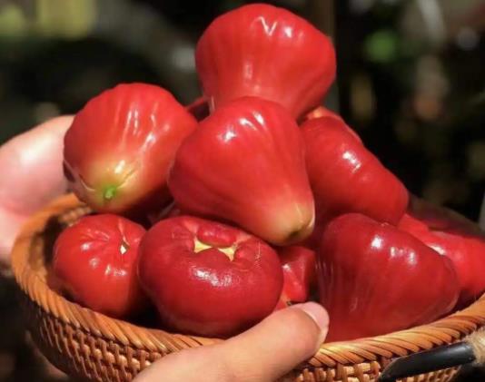 蓮霧和枇杷果哪個止咳化痰好?蓮霧和梨怎么榨汁