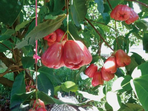 蓮霧可以冷凍保存嗎?蓮霧凍得軟軟的還能吃嗎