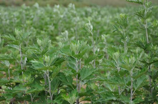 愛灸堂中國艾灸養(yǎng)生行業(yè)經(jīng)典品牌 面向全國誠招加盟代理