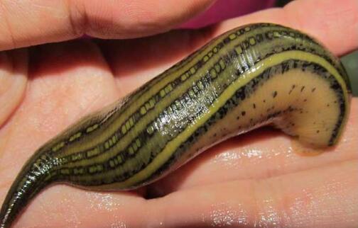 養(yǎng)水蛭的利潤 養(yǎng)殖水蛭成功致富案例 養(yǎng)螞蟥一年凈賺30萬