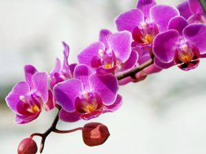 蝴蝶蘭對家居環境的影響-蝴蝶蘭的風水學應用