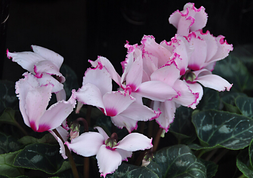 �ɿ́��Ľ�B-�ɿ́����Lˮ�W����