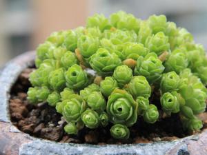 山地玫瑰與家居風格的搭配-山地玫瑰在家居中的作用