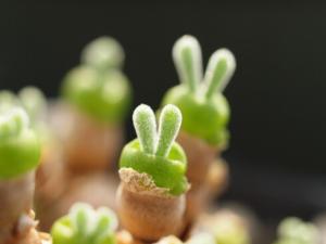 碧光環與家居風格的搭配-碧光環的風水學應用