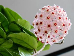 球蘭與家居風格的搭配-球蘭的風水學應用