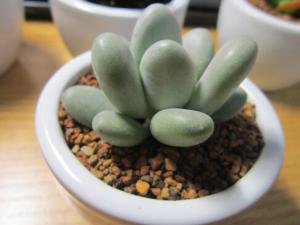 星美人的風水學應用-星美人與家居風格的搭配