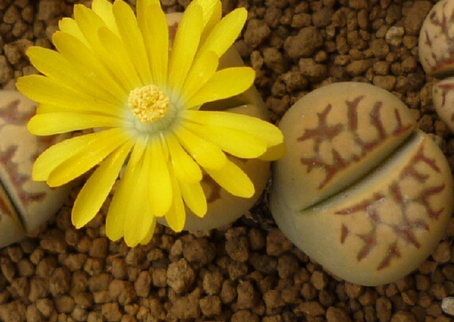 ��ʯ�����B(y��ng)ֳ����-��ʯ���ڼҾ��е�����