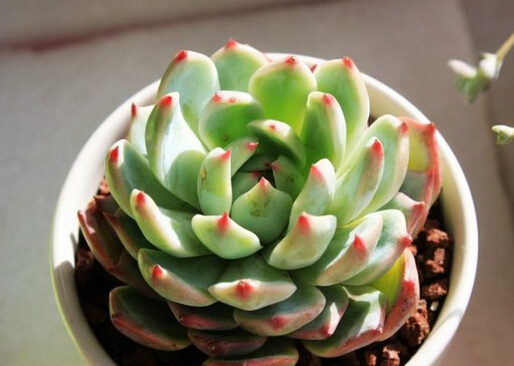 ����ɏ�c�Ҿ��L��Ĵ���-����ɏ�ڼҾ��е�����