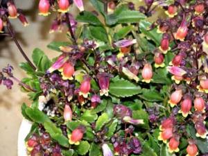 宮燈長壽花的風水學應(yīng)用-宮燈長壽花在家居中的作用