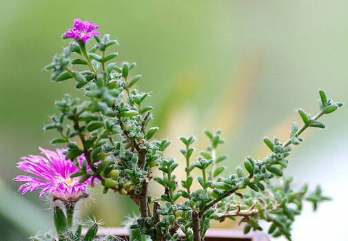 姬紅小松與家居風(fēng)格的搭配-姬紅小松的風(fēng)水學(xué)應(yīng)用